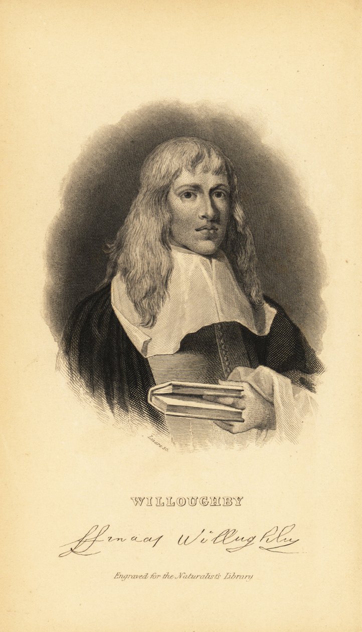 फ्रांसिस विलुग्बी या विलोबी, अंग्रेजी पक्षी विज्ञानी और ichthyologist, 1635-1672 द्वारा अज्ञात
