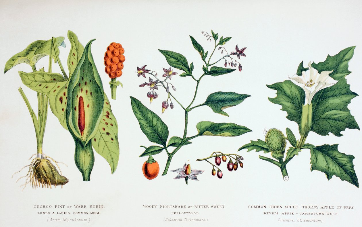 आम जहरीला पौधे, c.1890 (रंगीन उत्कीर्णन) द्वारा अंग्रेजी स्कूल
