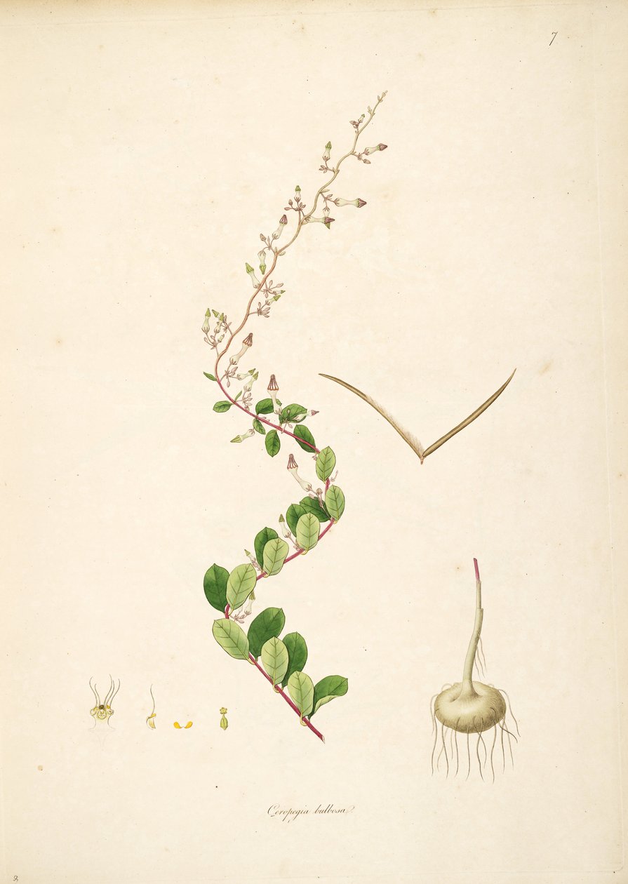 Ceropegia bulbosa, Apocynaceae, Asclepiadoideae का चित्रण द्वारा Anonymus