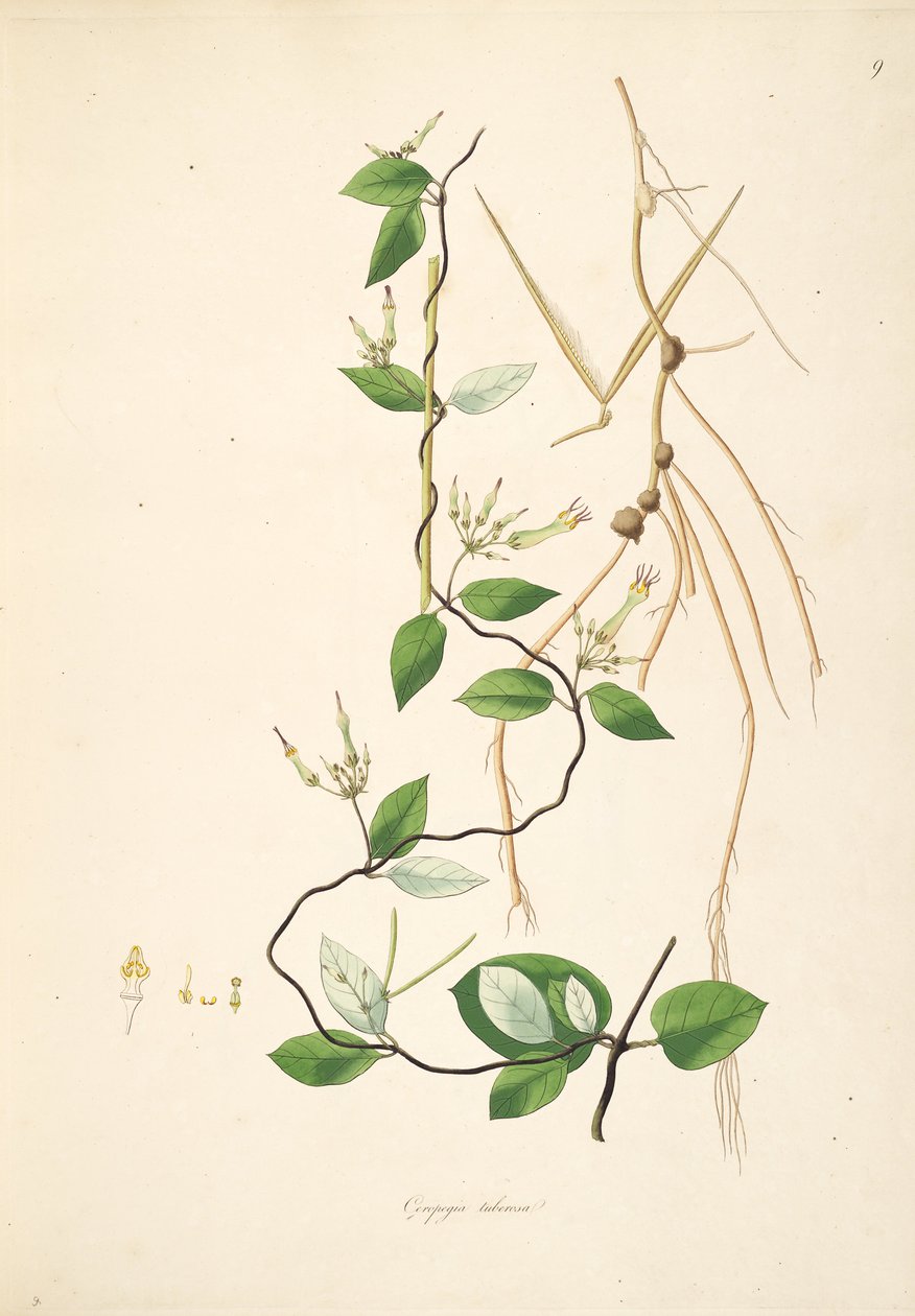 Ceropegia tuberosa का चित्रण (= Ceropegia candelabrum subsp। Tuberosa), Apocynaceae, Asclepiadoideae द्वारा Anonymus