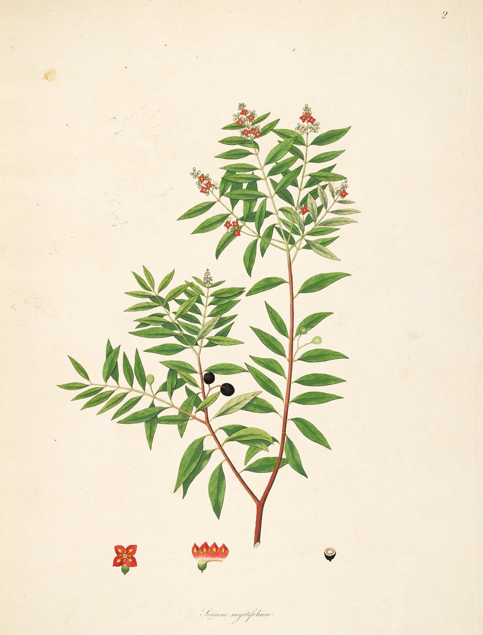 सिरिअम मायर्टिफ़ोलियम (= संतालम एल्बम), संतालेसी का चित्रण द्वारा Anonymus