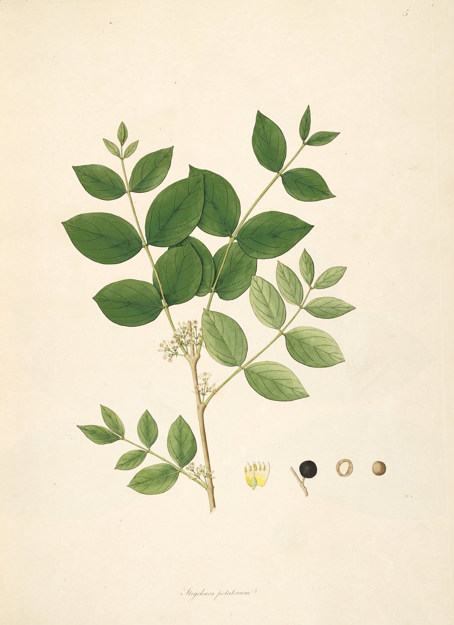 Strychnos potatorum का चित्रण, लोगानियासे द्वारा Anonymus