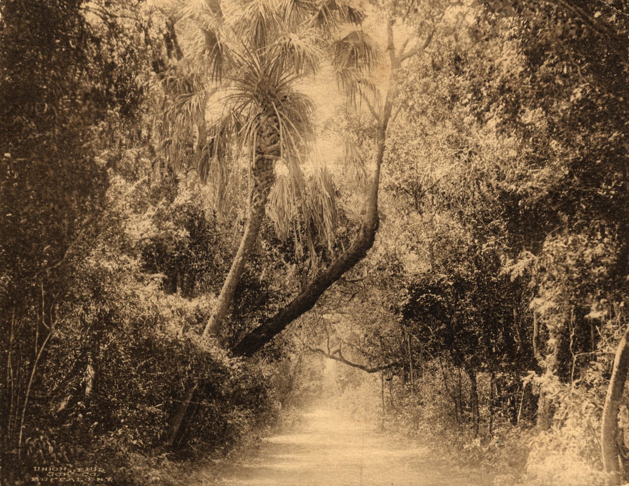 ब्रिकेल हैमॉक, फ्लोरिडा, c.1910 द्वारा अज्ञात