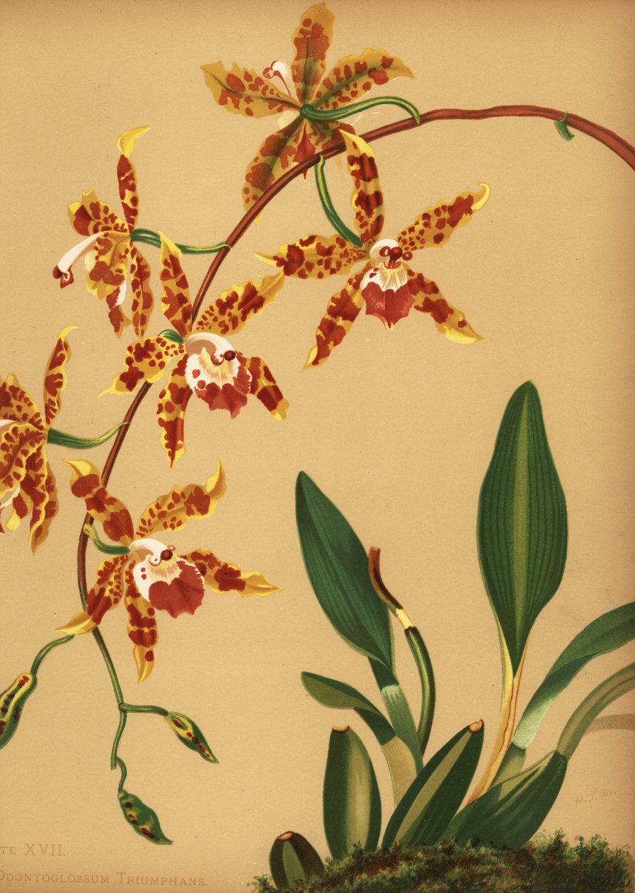 नृत्य लेडी आर्किड, बोर्ड अत्यधिक (Oncidium triumphans) द्वारा अज्ञात