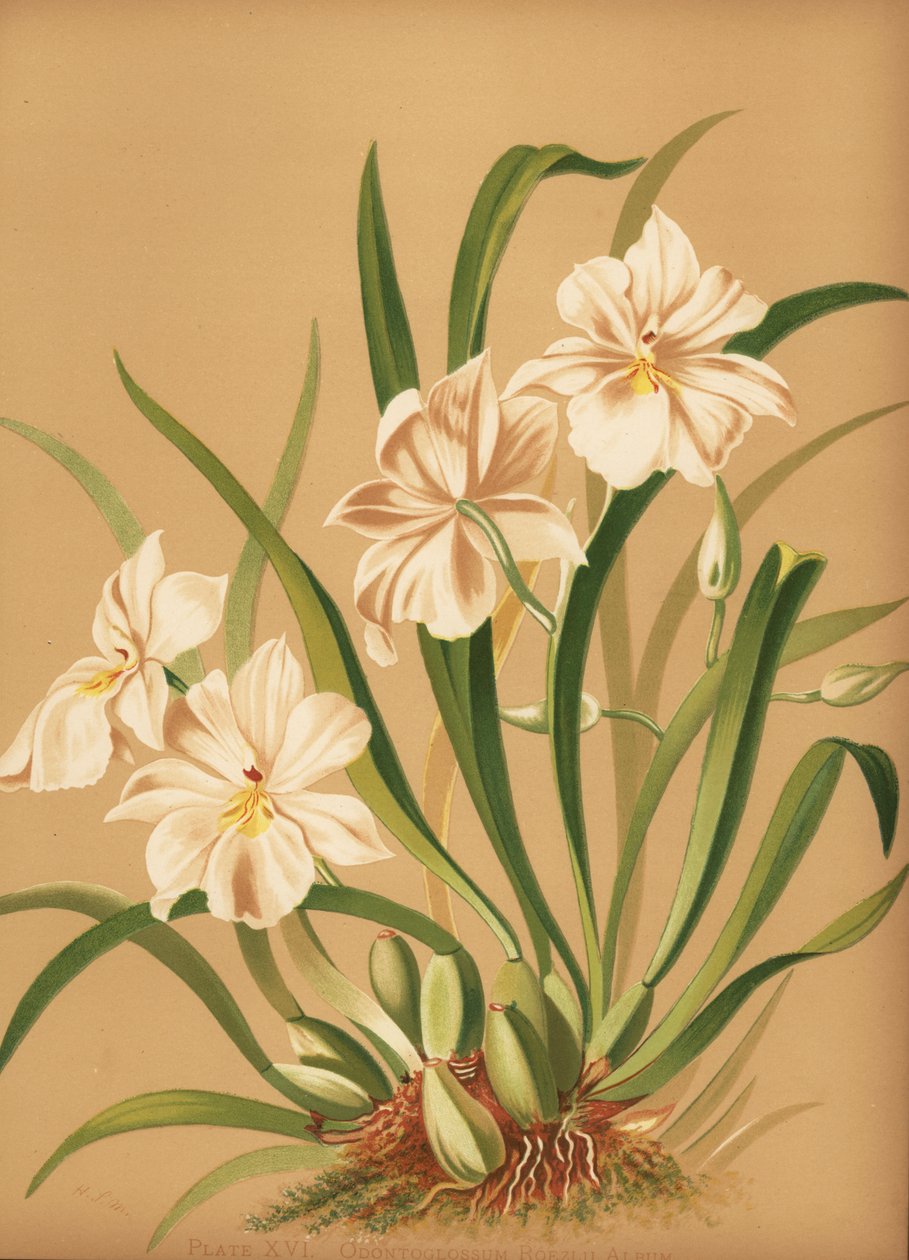 पैंसी आर्किड, मिल्टनियोप्सिस रोजेली (Odontoglossum roezlii एल्बम) द्वारा अज्ञात