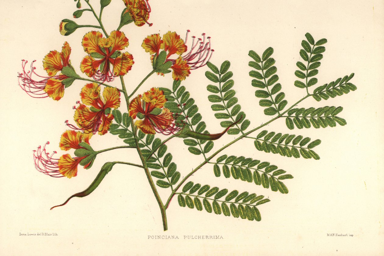Poinciana, Puya (Poinciana pulcherrima) द्वारा अज्ञात