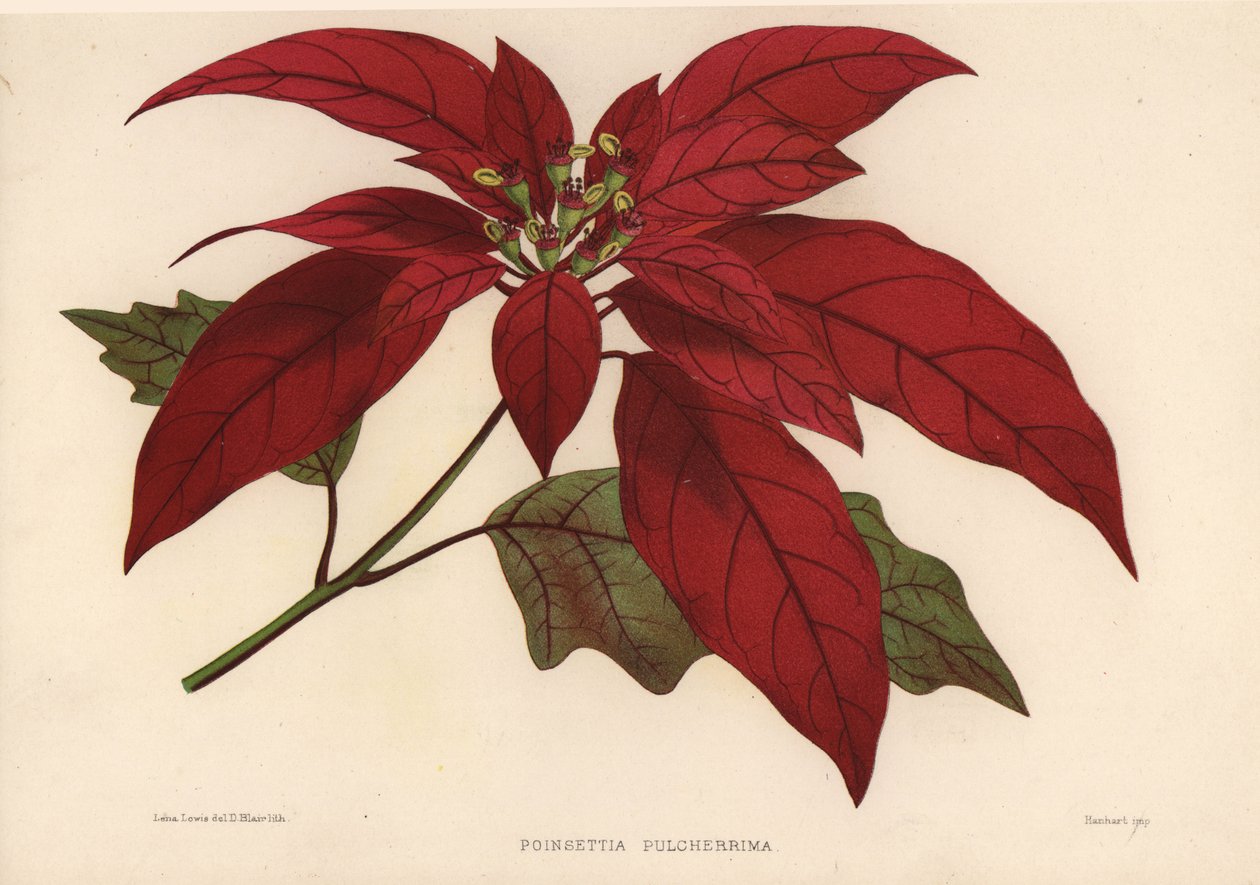 Poinsettia, युफोर्बिया pulcherrima (Poinsettia pulcherrima) द्वारा अज्ञात