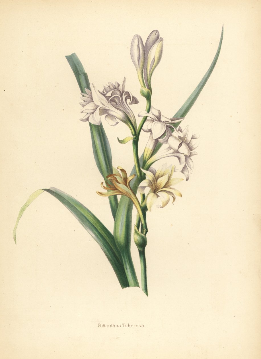 ट्यूबरोज़, पोलिंथेस ट्यूबरोसा (Polianthus tuberosa द्वारा अज्ञात