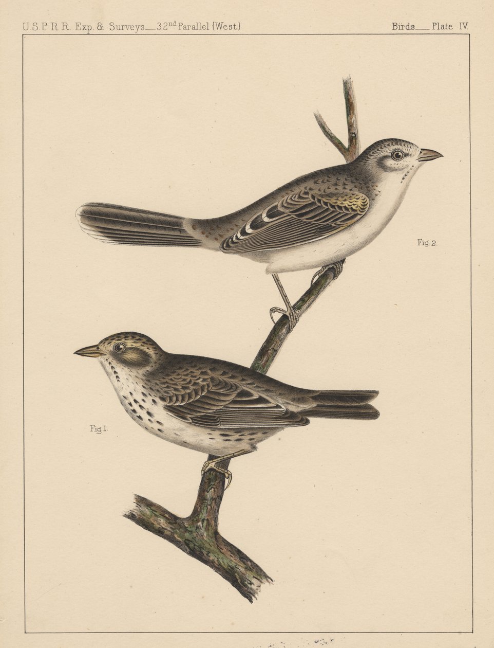 पक्षी, प्लेट IV, 1855 द्वारा अमेरिकी स्कूल