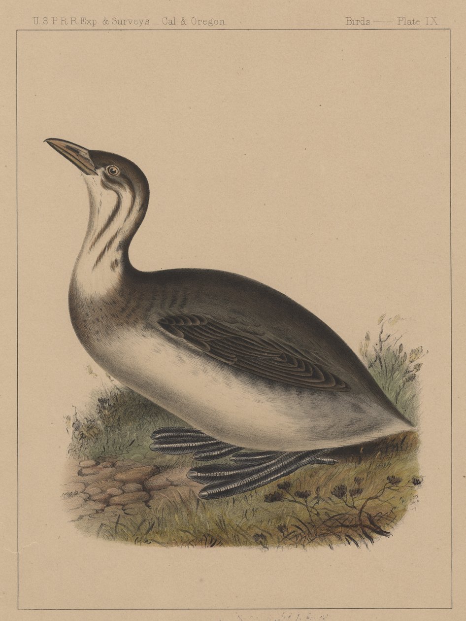 पक्षी, प्लेट IX, 1855 द्वारा अमेरिकी स्कूल