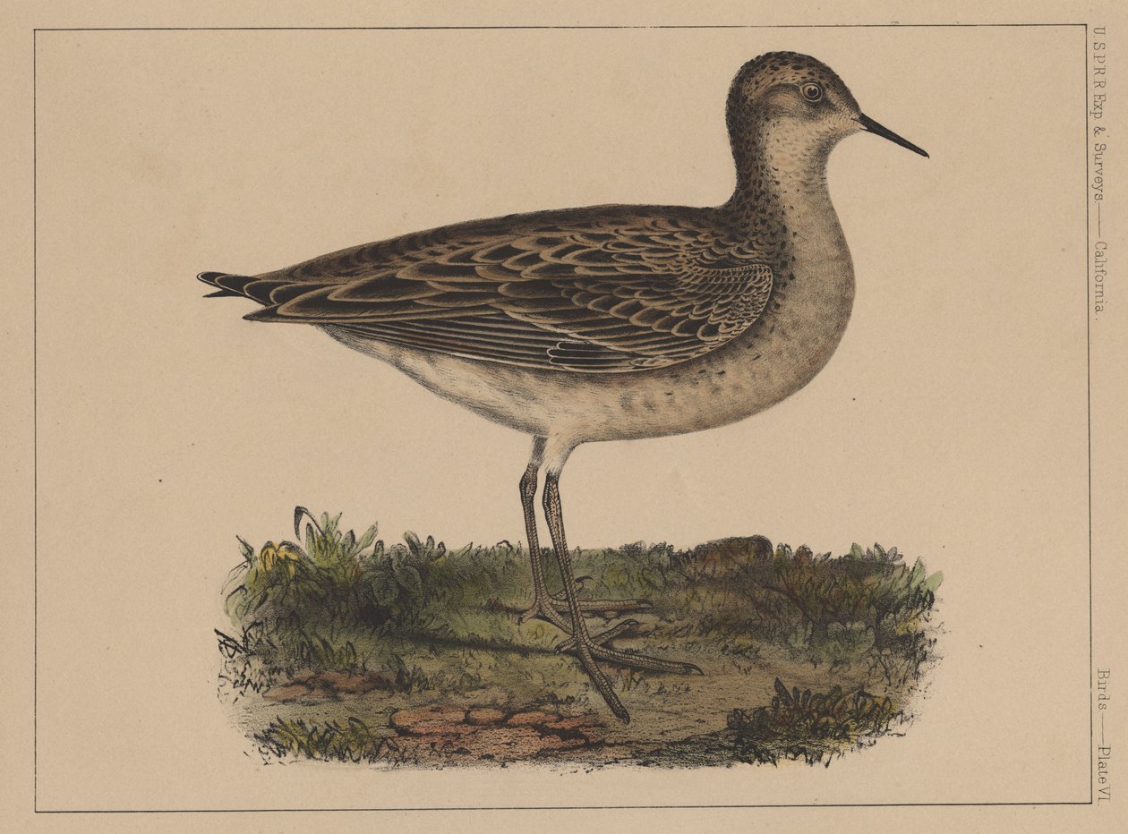 पक्षी, प्लेट VI, 1855 द्वारा अमेरिकी स्कूल