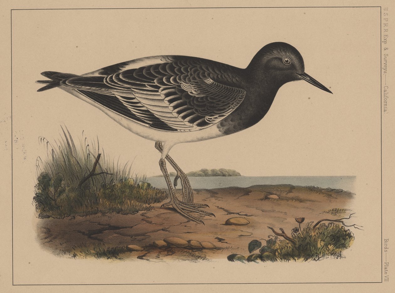 पक्षी, प्लेट VII, 1855 द्वारा अमेरिकी स्कूल