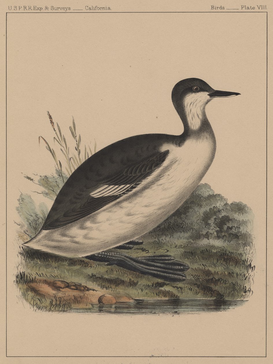 पक्षी, प्लेट VIII, 1855 द्वारा अमेरिकी स्कूल