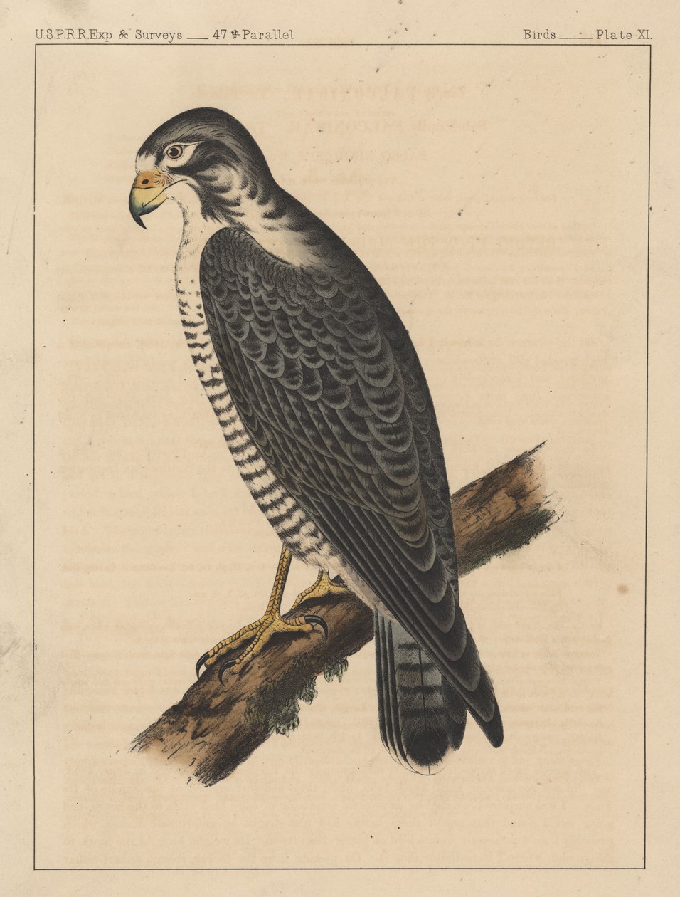 पक्षी, प्लेट XI, 1855 द्वारा अमेरिकी स्कूल