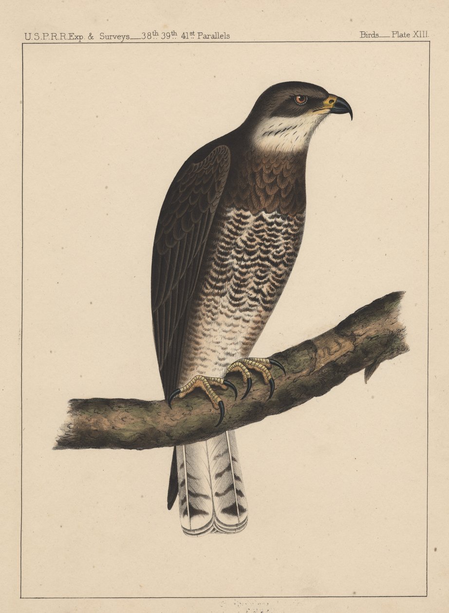 पक्षी, प्लेट XIII, 1855 द्वारा अमेरिकी स्कूल