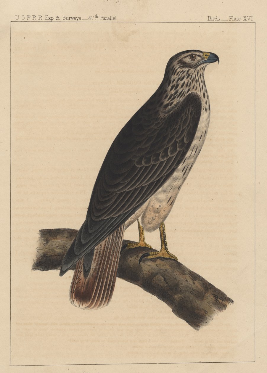 पक्षी, प्लेट XVI, 1855 द्वारा अमेरिकी स्कूल