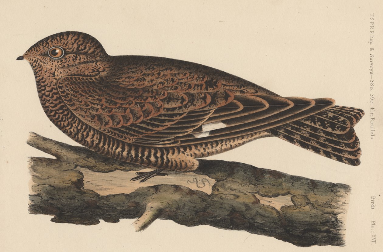 पक्षी, प्लेट XVII, 1855 द्वारा अमेरिकी स्कूल