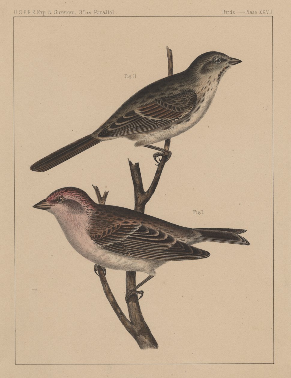 पक्षी, प्लेट XXVII, 1855 द्वारा अमेरिकी स्कूल