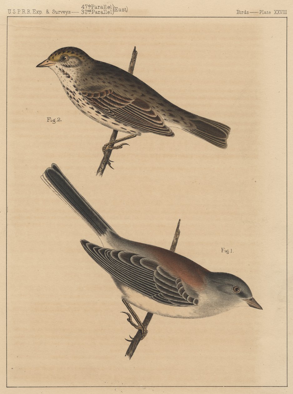 पक्षी, प्लेट XXVIII, 1855 द्वारा अमेरिकी स्कूल