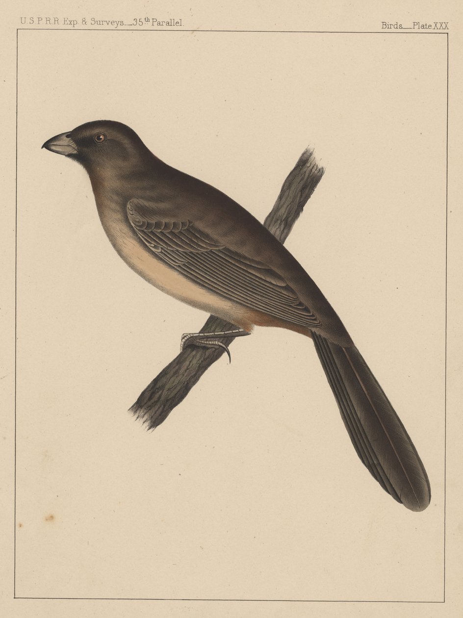 पक्षी, प्लेट XXX, 1855 द्वारा अमेरिकी स्कूल