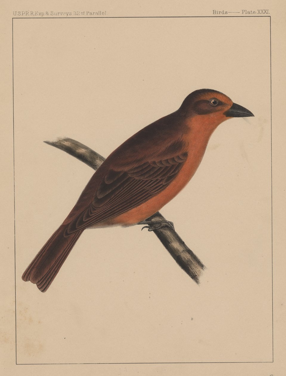 पक्षी, प्लेट XXXI, 1855 द्वारा अमेरिकी स्कूल