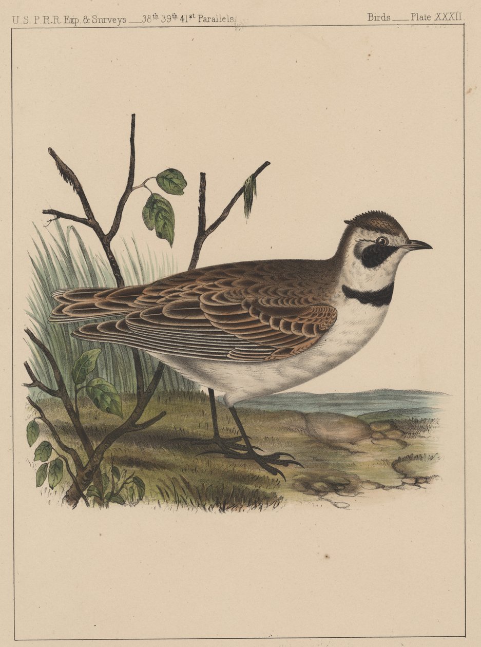 पक्षी, प्लेट XXXII, 1855 द्वारा अमेरिकी स्कूल