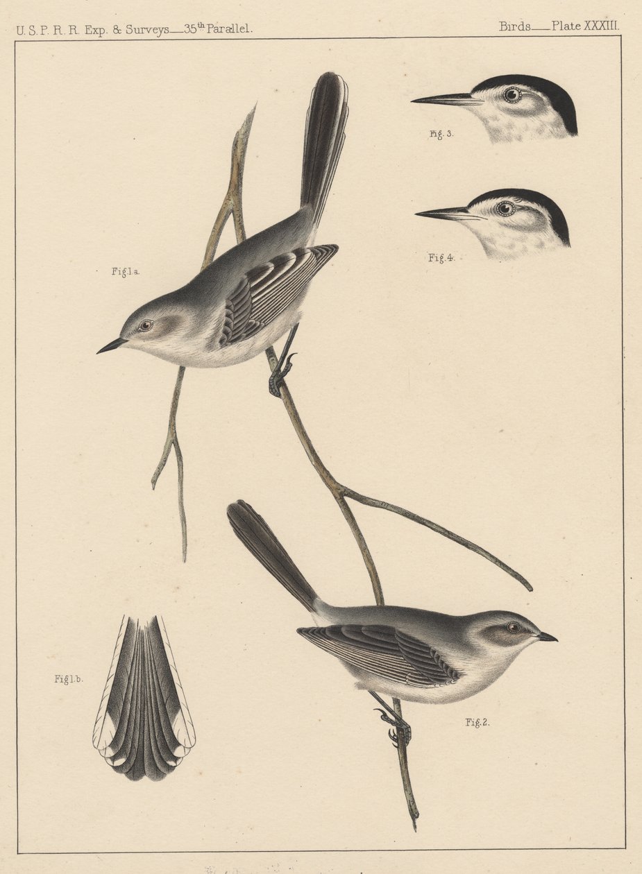 पक्षी, प्लेट XXXIII, 1855 द्वारा अमेरिकी स्कूल