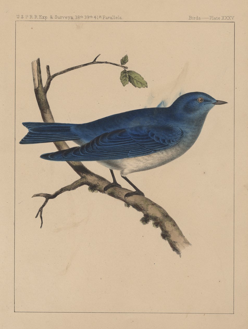 पक्षी, प्लेट XXXV, 1855 द्वारा अमेरिकी स्कूल