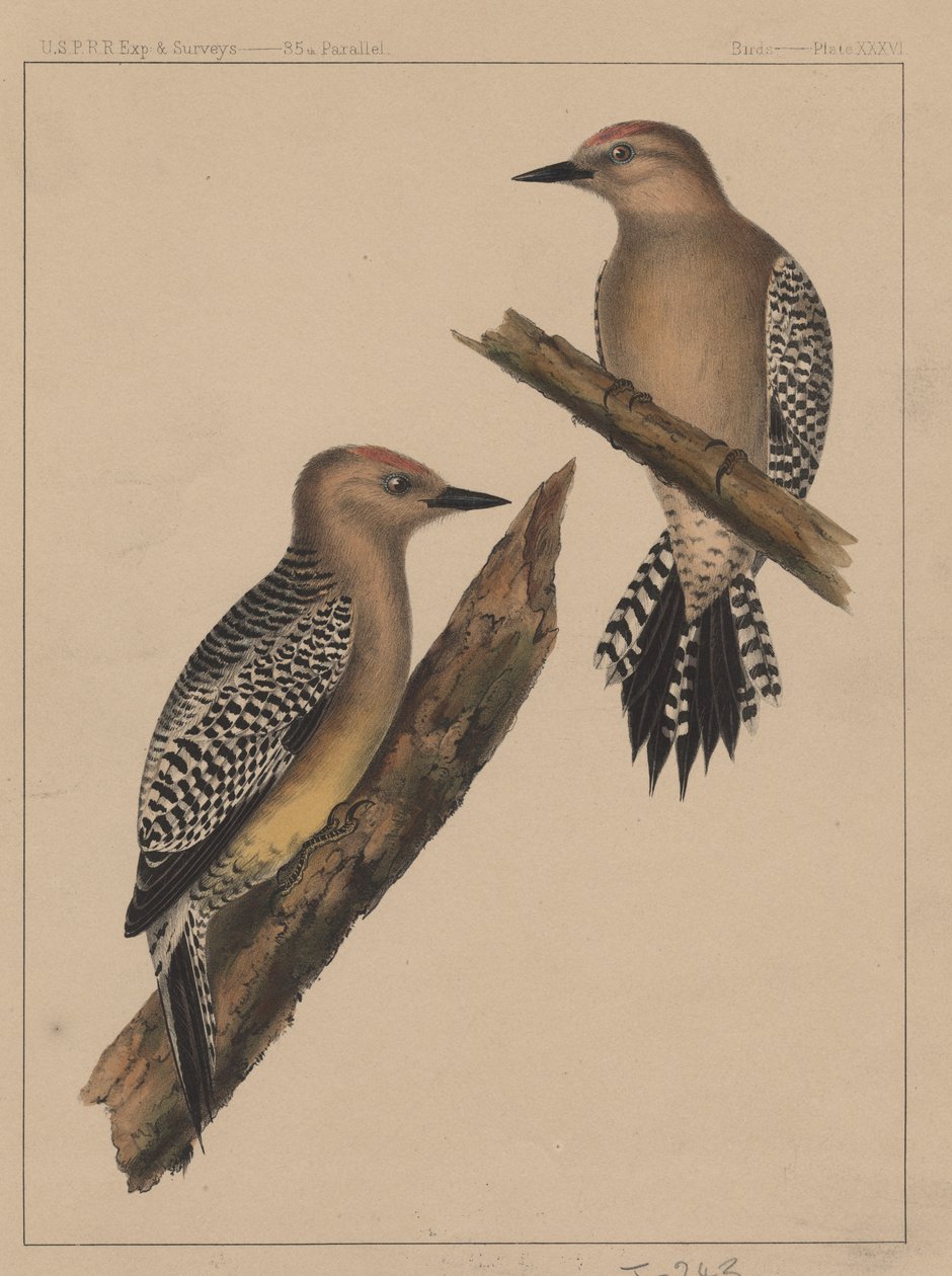 पक्षी, प्लेट XXXVI, 1855 द्वारा अमेरिकी स्कूल