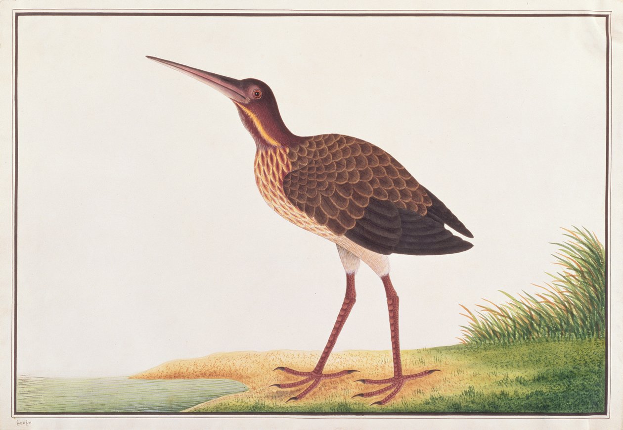 ब्लैक बिटर्न, मलाइका से पक्षियों के चित्र से, c.1805-18 (कागज पर wc) द्वारा चीनी स्कूल