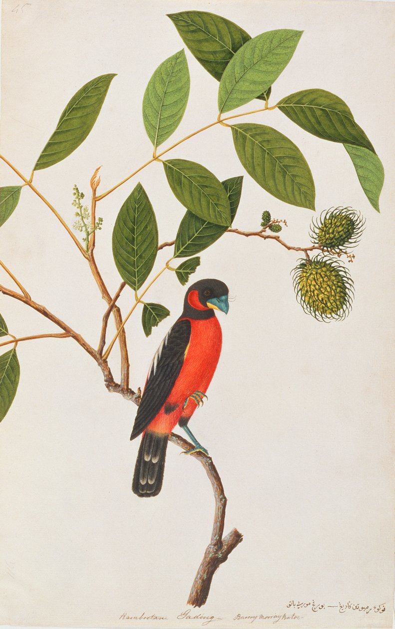 मलक्का से पक्षियों के चित्र से काले और लाल ब्रॉडबिल, c.1805-18 (कागज पर wc) द्वारा चीनी स्कूल