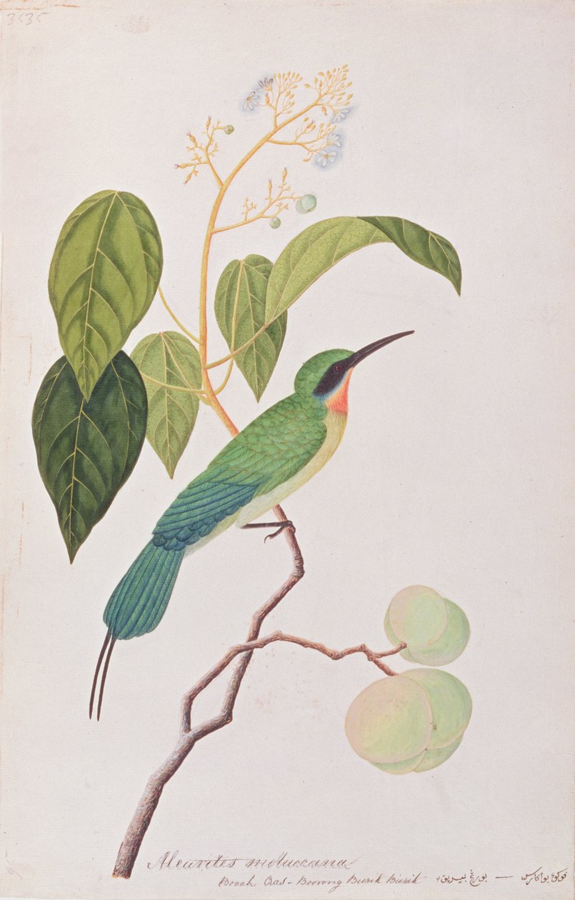 ब्लू-टेल्ड बी-ईटर, ड्रॉइंग ऑफ़ बर्ड्स ऑफ़ मलक्का, c.1805-18 (wc) द्वारा चीनी स्कूल