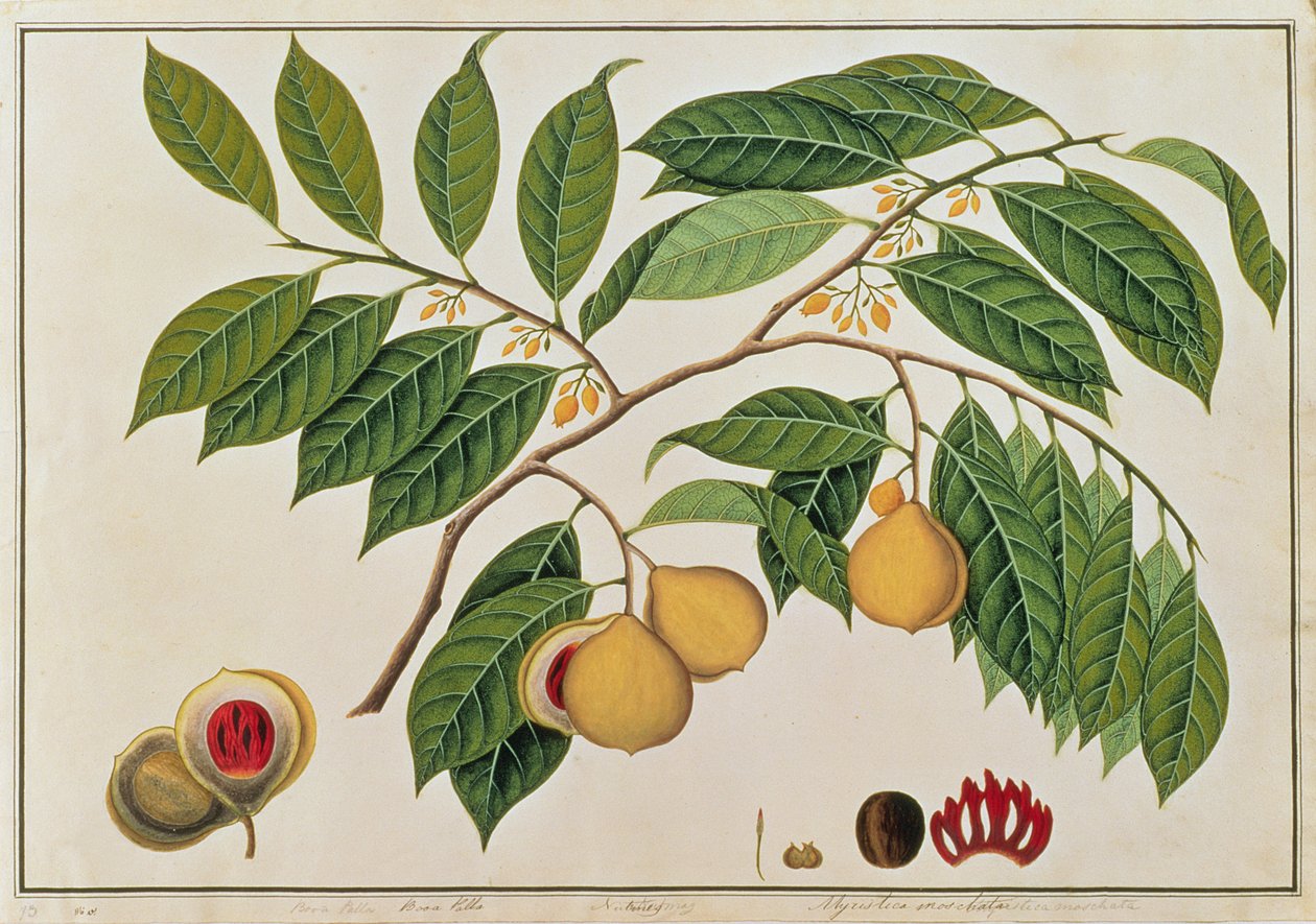 बोआ पल्ला या नटमेग, मलाका से पौधों के चित्र से, c.1805-18 (कागज पर wc) द्वारा चीनी स्कूल