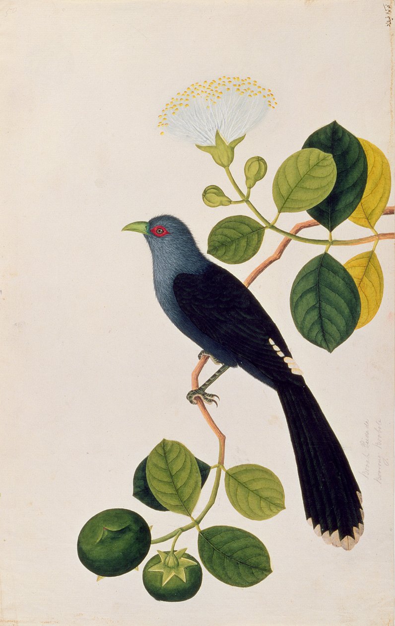 बोआह पीडाडा, बूरॉन्ग बूबोते, माल्स्का से पक्षियों के चित्र, c.1805-18 (कागज पर wc) द्वारा चीनी स्कूल