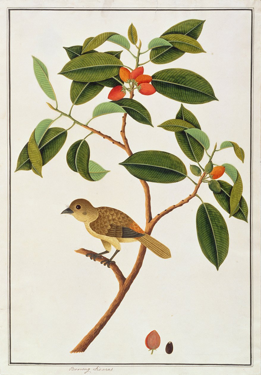 ब्राउन बार्बेट, मैलाका से पक्षियों के चित्र से, c.1805-18 (कागज पर wc) द्वारा चीनी स्कूल
