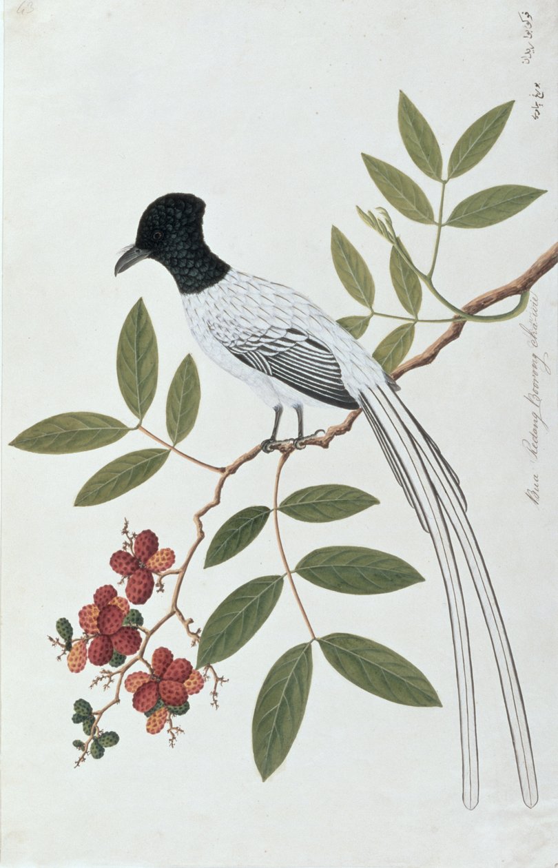 बुआ रेडांग बूरॉन्ग च-वाई, मलक्का से पक्षियों के चित्र से, c.1805-18 (पोस्ट पर लिखा) द्वारा चीनी स्कूल