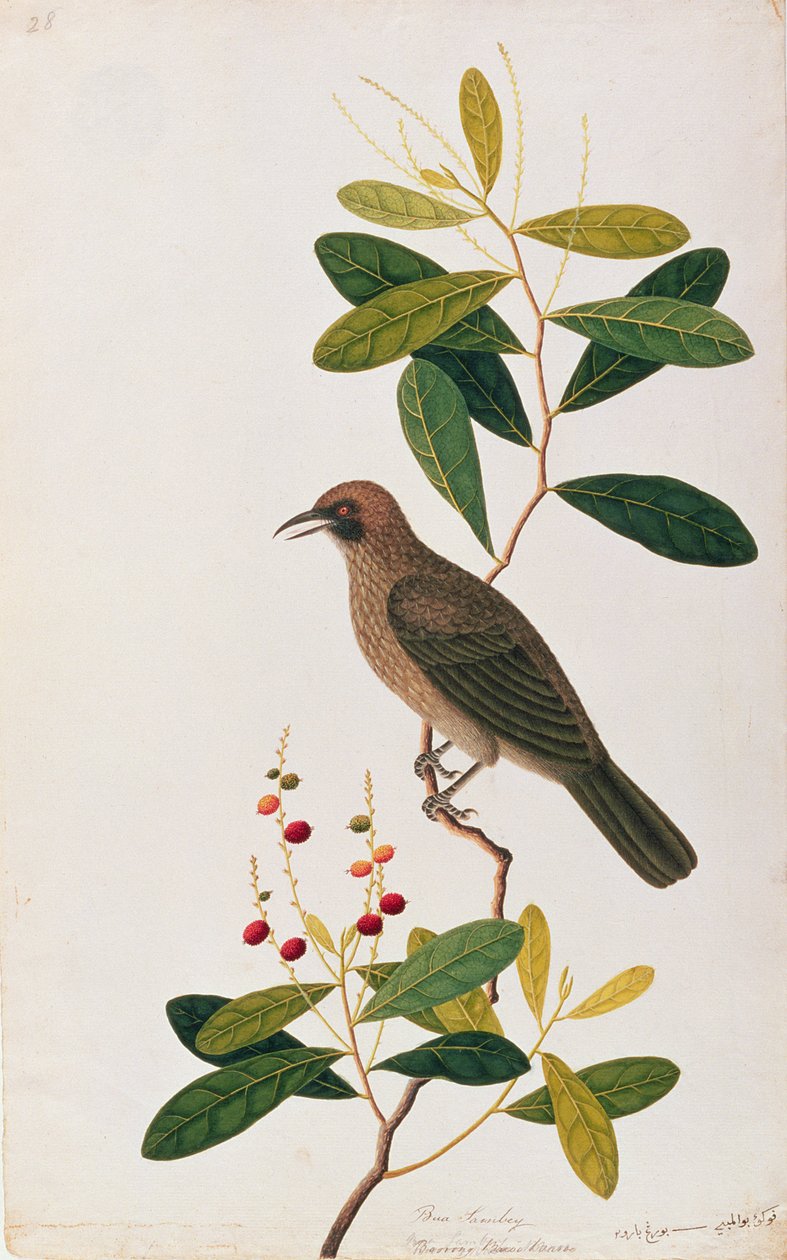 Bua Sambey, Boorong Baroo Baroo, Malacca से पक्षियों के आघात से, c.1805-18 (कागज पर wc) द्वारा चीनी स्कूल