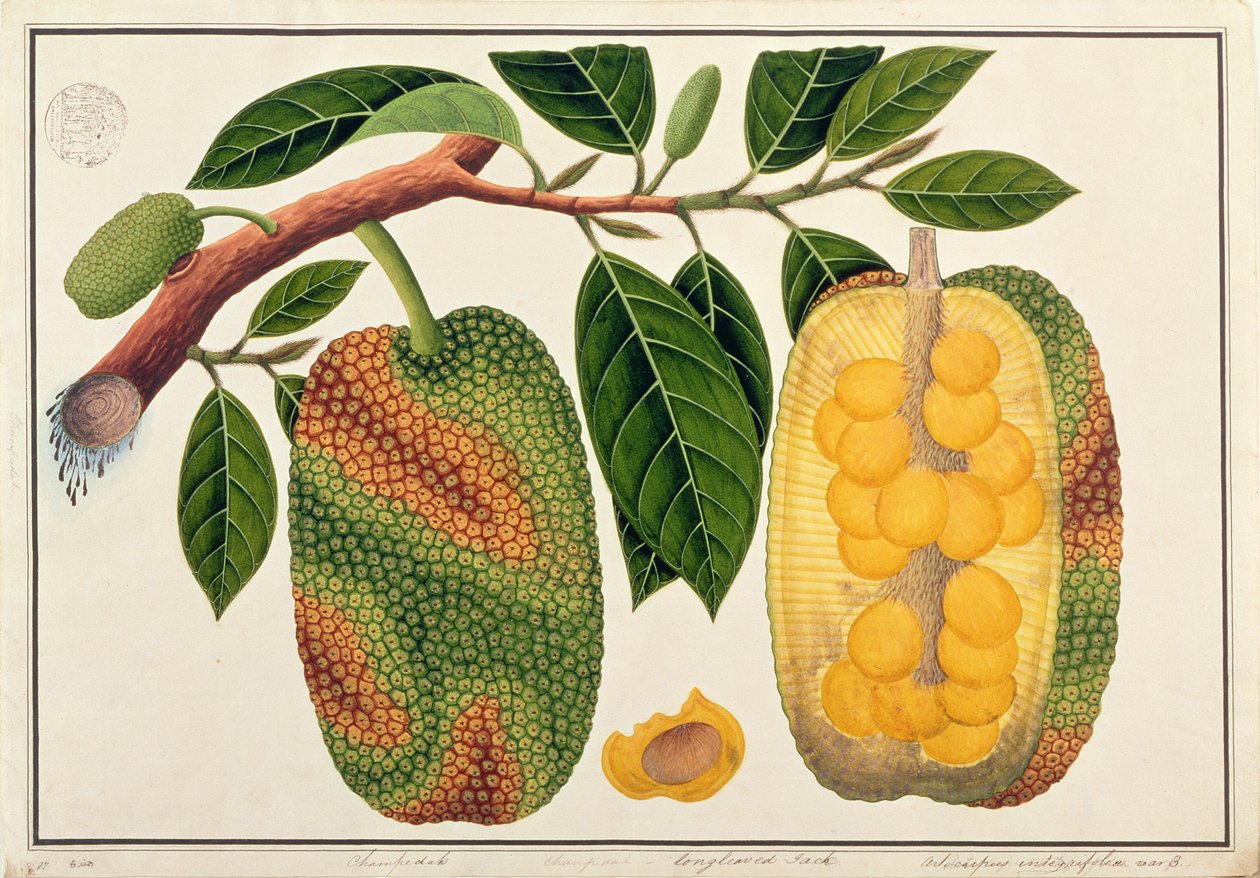 Champedak Artocarpus इंटीग्रिफोलिया या लॉन्ग्विल्ड जैक, मलक्का से पौधों के चित्र से, c.1805-18 (कागज पर wc) द्वारा चीनी स्कूल