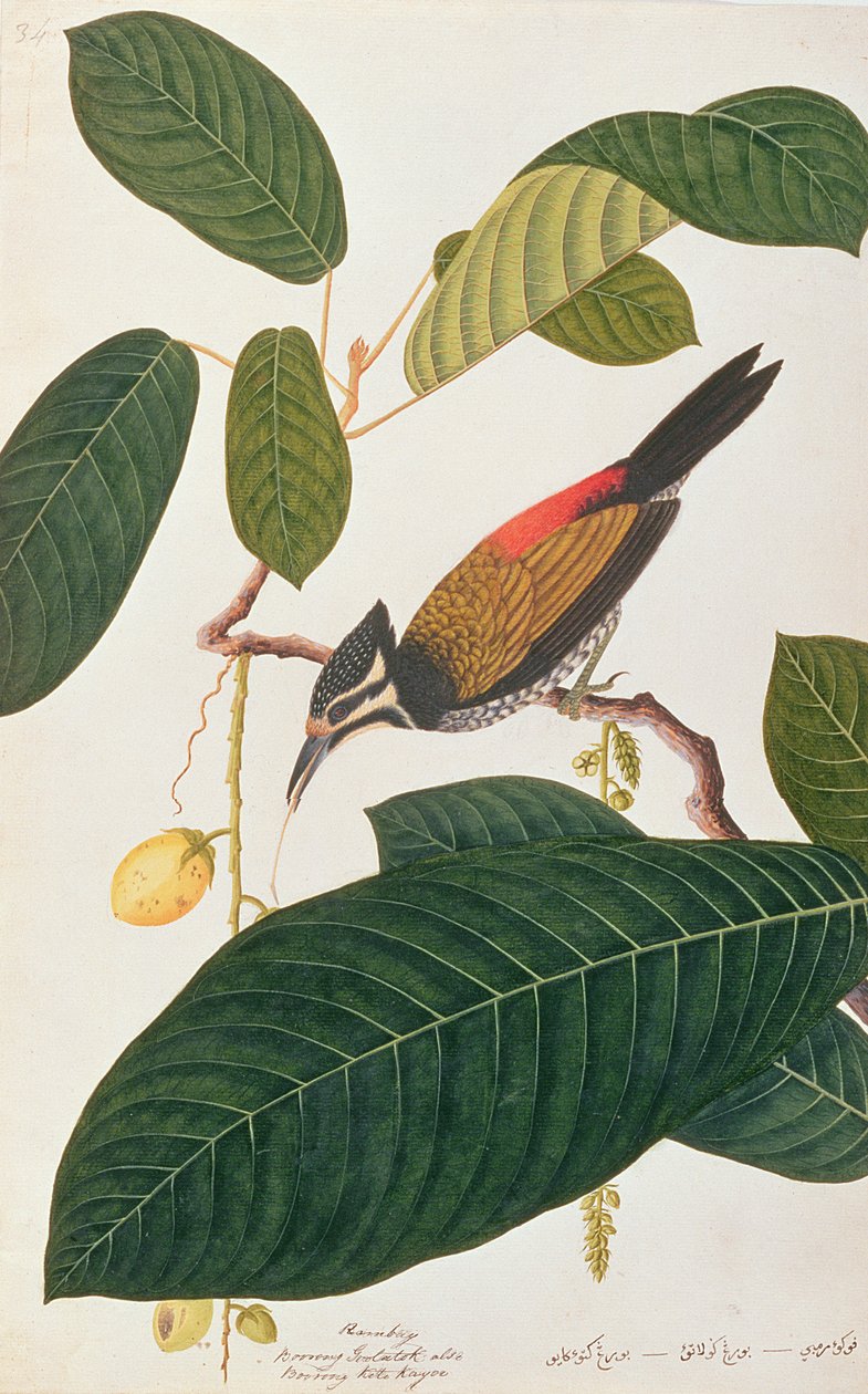 मलक्का से पक्षियों के चित्रण से आम गोल्डनबैक, c.1805-18 (कागज पर wc) द्वारा चीनी स्कूल