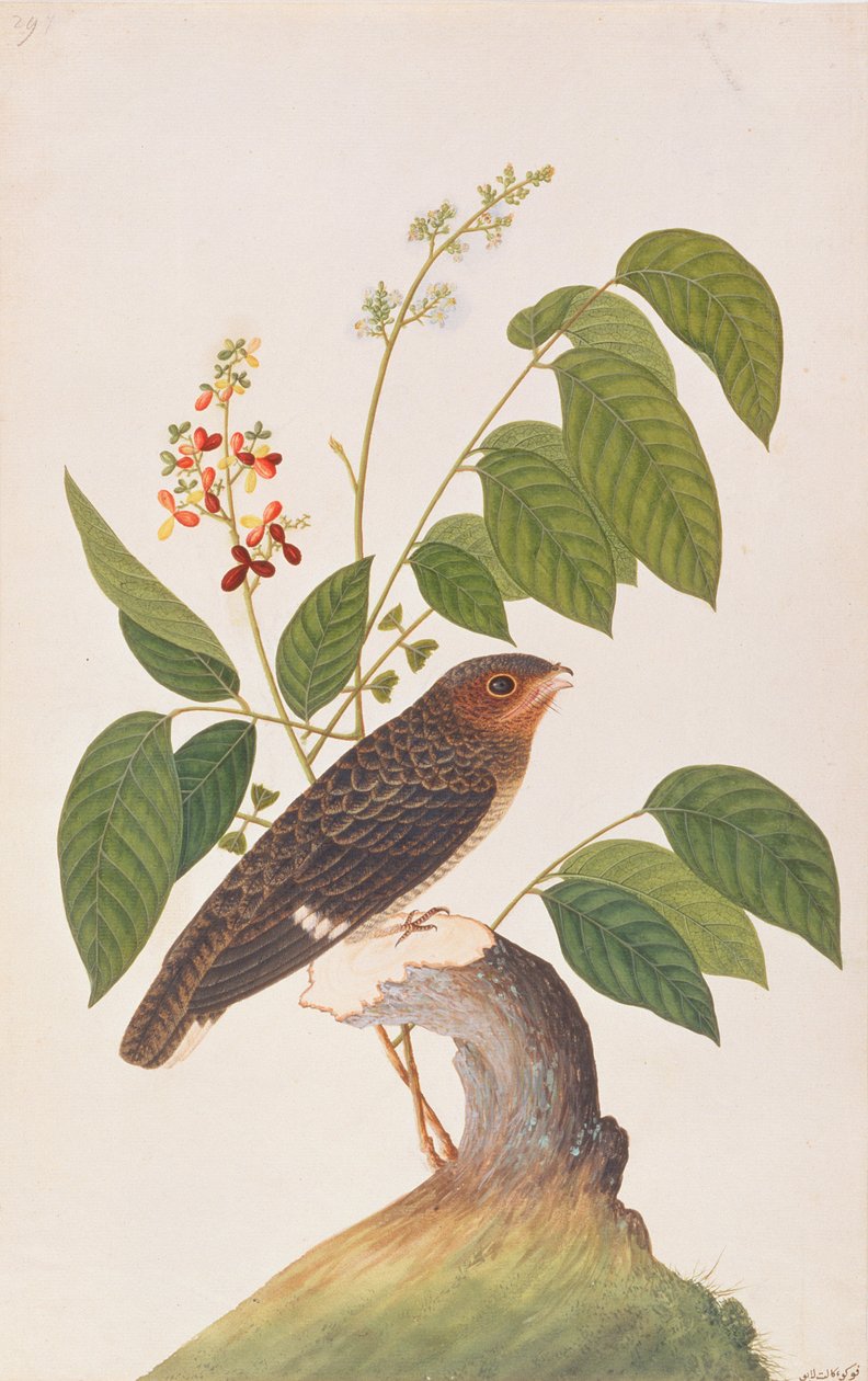 मलक्का से पक्षियों के चित्रण से डस्की ब्रॉडबिल, c.1805-18 (कागज पर wc) द्वारा चीनी स्कूल