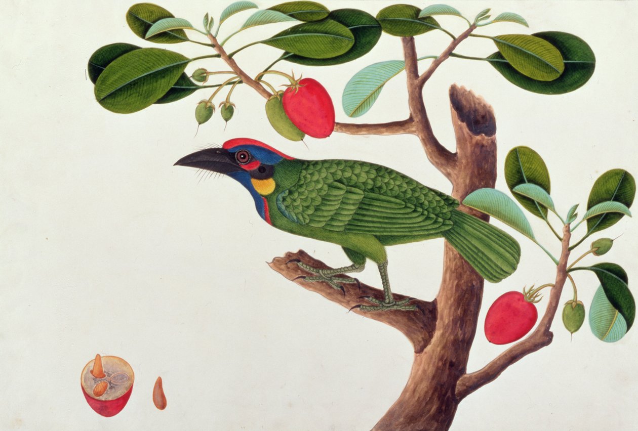 मलक्का से पक्षियों के चित्र से विदेशी पक्षी, c.1805-18 (कागज पर wc) द्वारा चीनी स्कूल