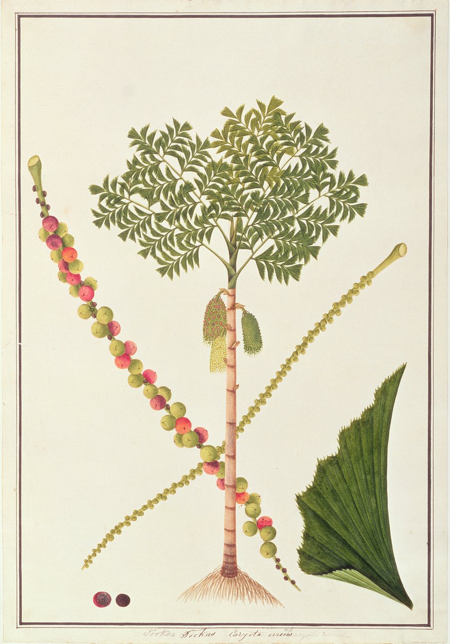 मलक्का से पौधों के चित्र से मछली की पूंछ, c.1805-18 (कागज पर wc) द्वारा चीनी स्कूल