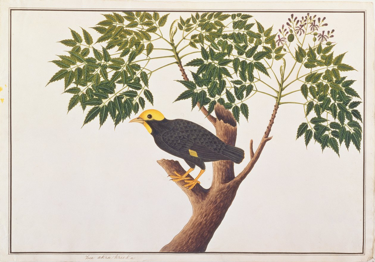 मलक्का से पक्षियों के चित्रण से स्वर्ण-चित्तीदार मैना, c.1805-18 (कागज पर wc) द्वारा चीनी स्कूल