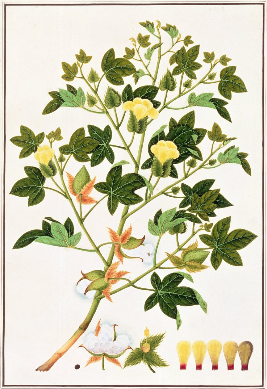 गोपीपियम आर्बोरम या कॉटन प्लांट, c.1805-18 (कागज पर wc) द्वारा चीनी स्कूल