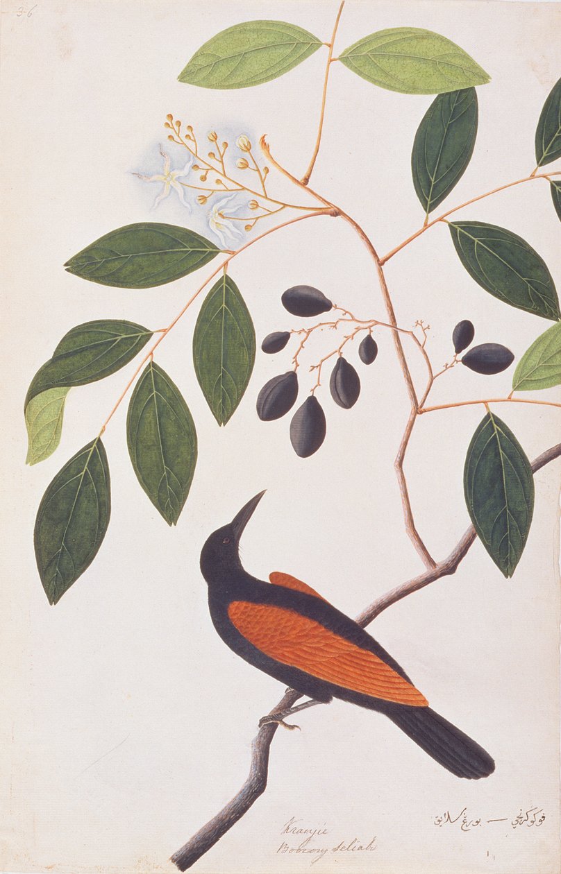 मलक्का से पक्षियों के चित्र से ग्रेटर काऊल, c.1805-18 (कागज पर wc) द्वारा चीनी स्कूल