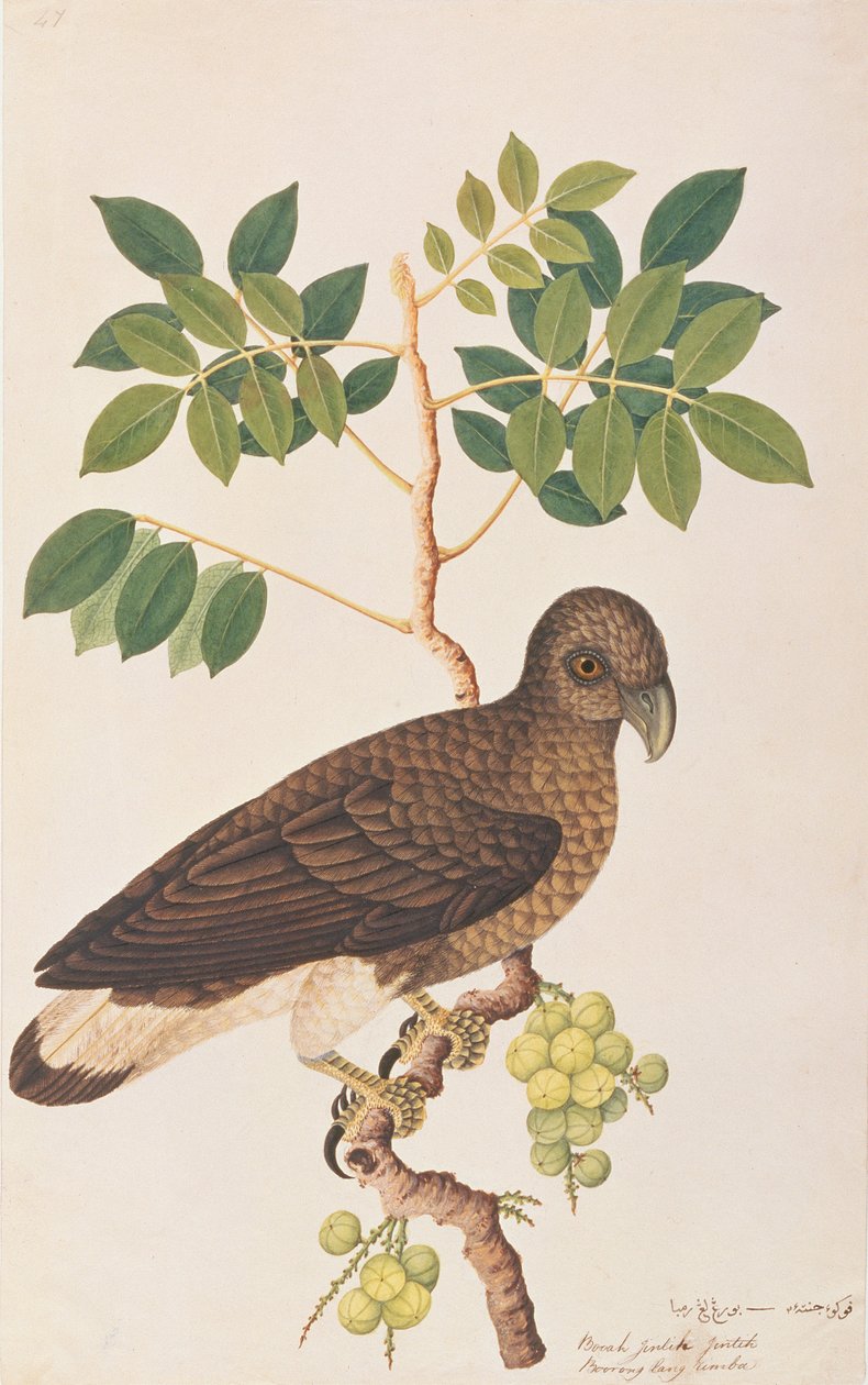 मलक्का से पक्षियों के चित्र से ग्रे हेडेड फिश ईगल, c.1805-18 (कागज पर wc) द्वारा चीनी स्कूल