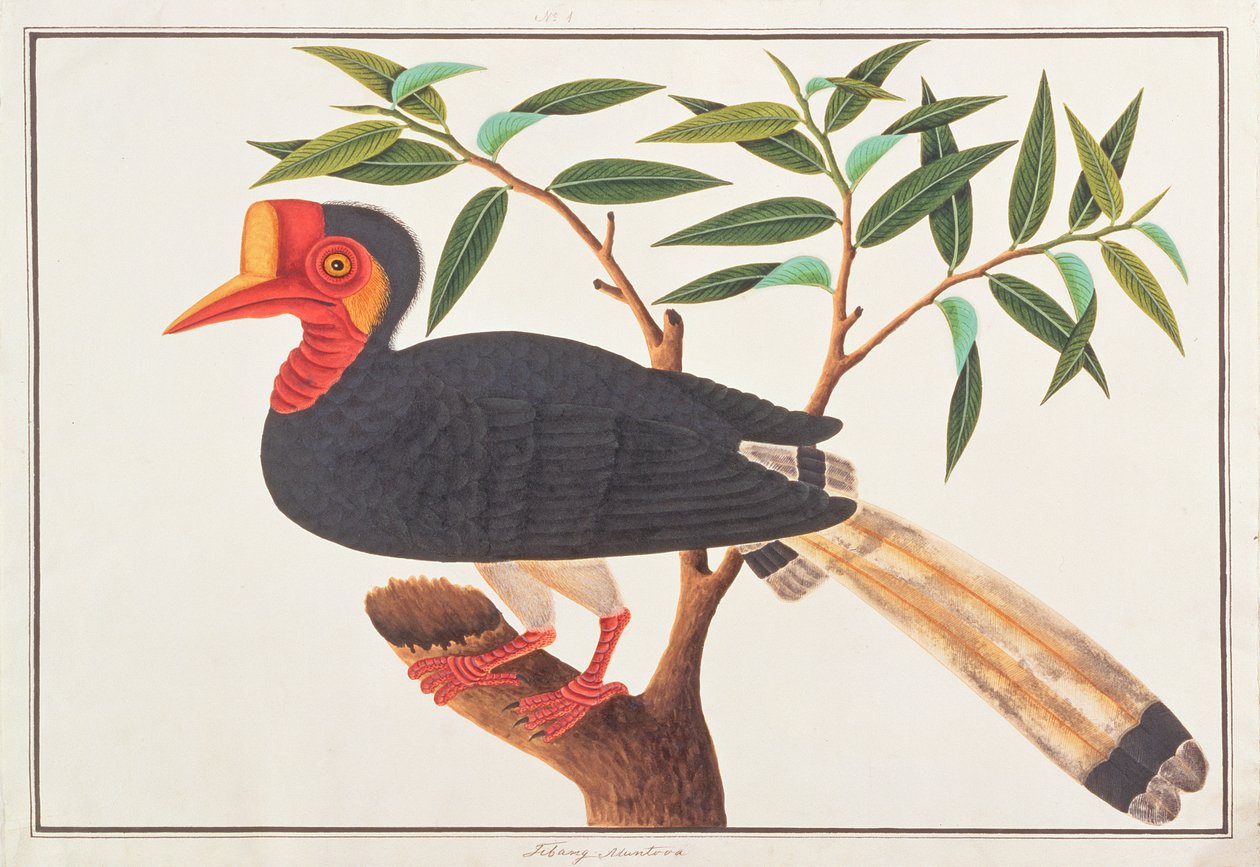 मलक्का से पक्षियों के चित्र से लेकर हेलमेटेडबिल, c.1805-18 (कागज पर wc) द्वारा चीनी स्कूल