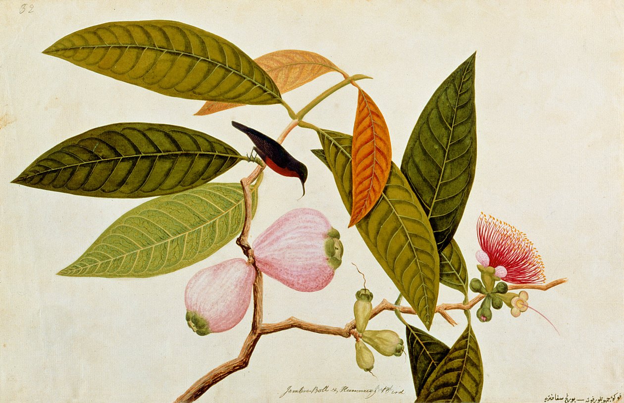 जंबो, बोल और गुनगुना पक्षी, मलक्का से पक्षियों के चित्र, c.1805-18 (कागज पर wc) द्वारा चीनी स्कूल