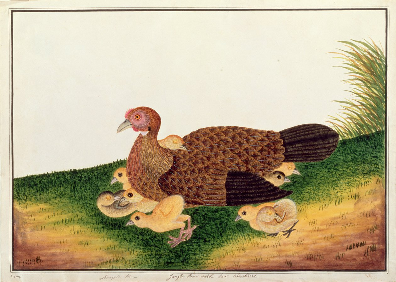 जेंक हेन को उसकी मुर्गियों के साथ, मलक्का से पक्षियों के चित्र, c.1805-18 (कागज पर wc) द्वारा चीनी स्कूल