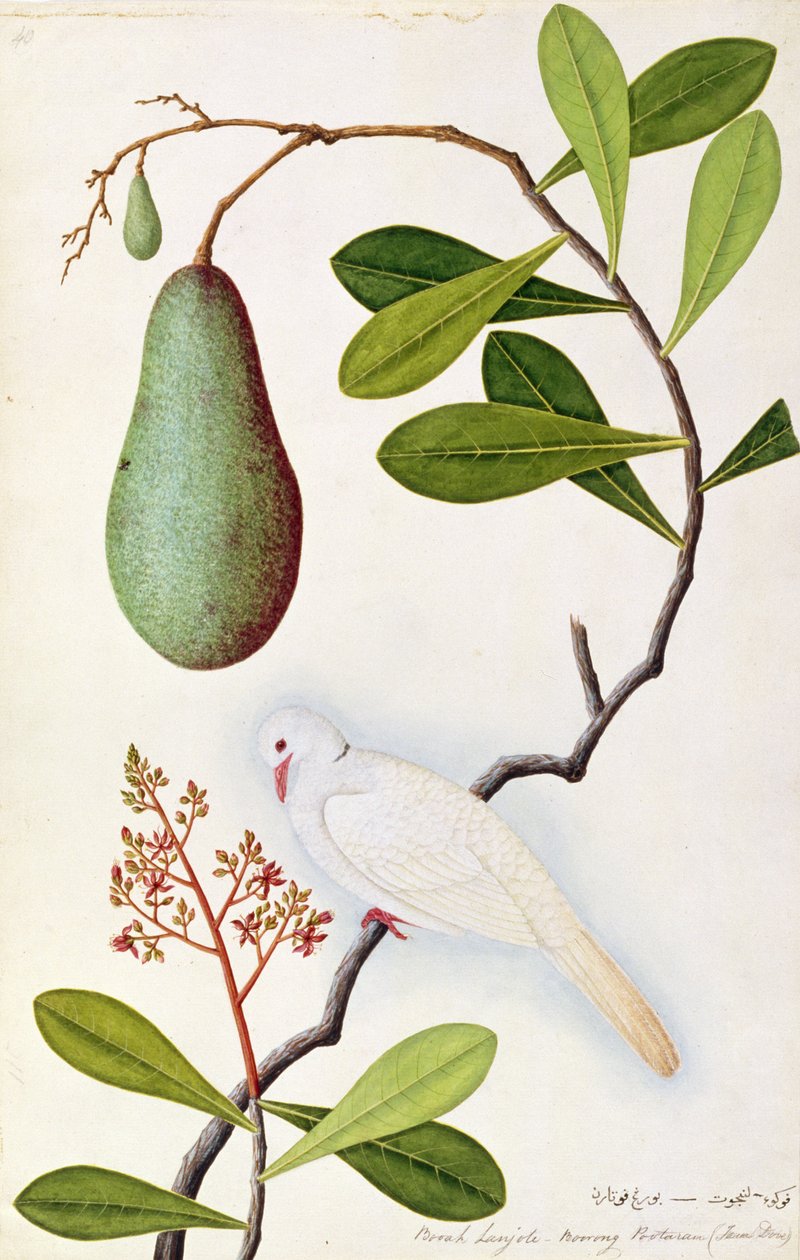 मलकोका से पक्षियों के चित्र से जावा डोव या बराह पोटरन, c.1805-18 (कागज पर wc) द्वारा चीनी स्कूल